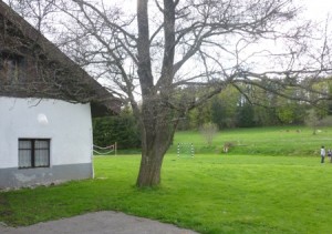 Hotel with tree and meadow