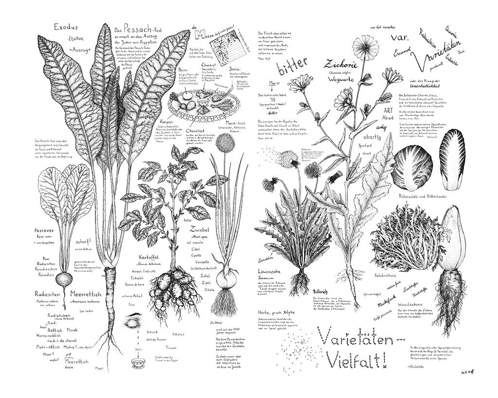 Drawings of herbs and salads with annotations and information about the plants and about the Passover holiday