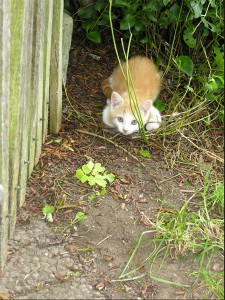 Eine kleine Katze sitzt geduckt im Gras neben einem Zaun.