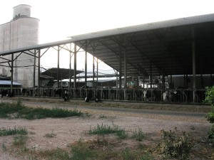 Kühe unter einem großen Dach, im Hintergrund ein Silo