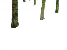 Fünf Baumstämme vor weißem Hintergrund