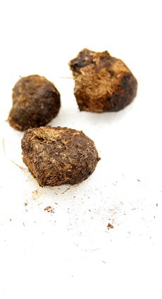 A photograph of horse dung © Barbara Dietl