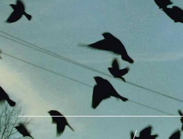 A flock of black birds flying through the sky