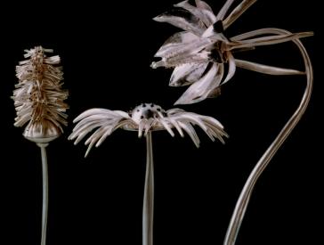 Gewürzbüchsen, die in der Form silberner Blumen gestaltet sind.