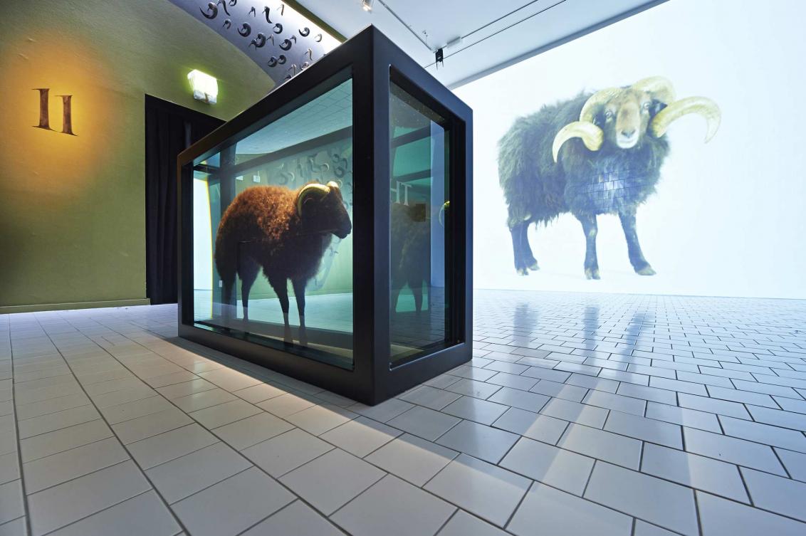 Raumansicht: schwarzes Schaf mit vergoldeten Hörnern als Block in Formaldehyd sowie als Wandprojektion