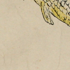 Fish, detail