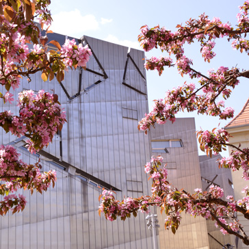 Pink flowering trees in the garden of the museum.