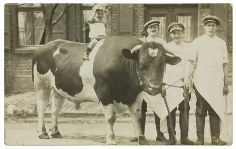 Black-and-white photo. A little boy is riding a bull. Three men are standing next to the bull. 