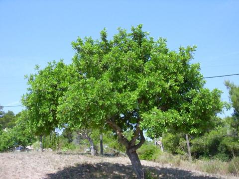 Johannisbrotbaum vor blauem Himmel