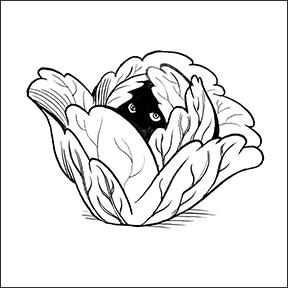 Drawing of a cabbage head, in the middle of which is hidden a dark face, from which peek two bright eyes.