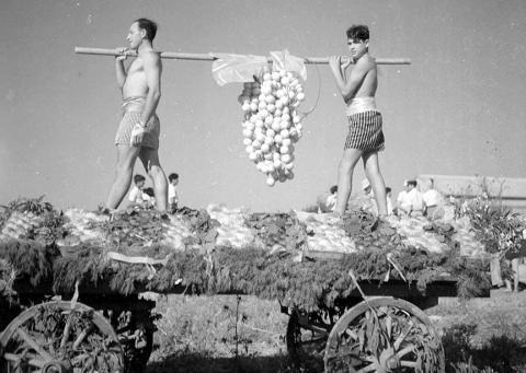 Black and white photo: two young men in shorts standing on a festooned wagon carry a pole from which an oversize cluster of grapes is dangling