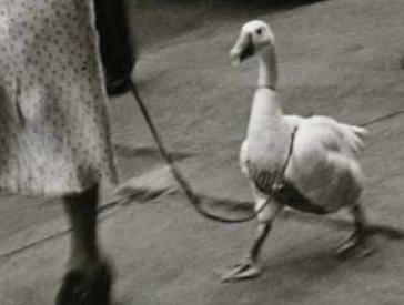 Black and white photograph of a woman with a large hat walking a white duck on a leash (detail).