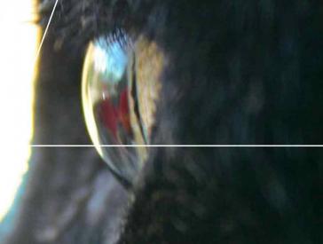Close-up of a cat's eye.