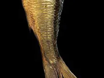 Ein geräucherter Fisch auf schwarzem Hintergrund (Ausschnitt).