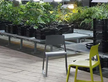 Empty chairs stand in the Diaspora garden.