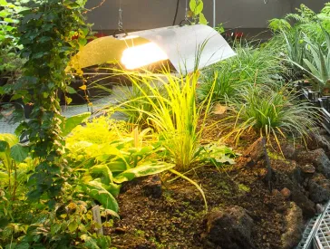 Mehrere Pflanzen in Beeten und Töpfen in einer Halle.