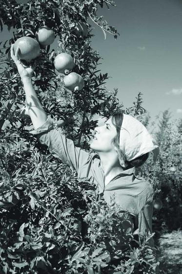 Black and white photograph of a young woman in profile. She is picking a pomegranate from a tree. The pomegranate is at the top left of the picture, the woman is standing at the bottom right. 