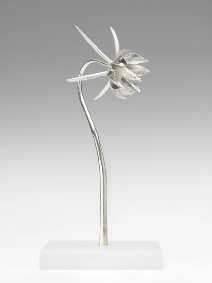 Silver columbine
