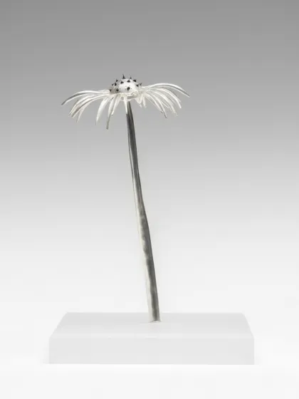 Silver echinacea