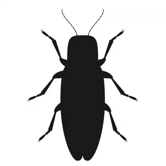 Schwarze Silhouette eines Insekts auf weißem Hintergrund.
