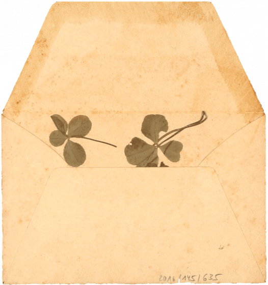 Vergilbter geöffneter Umschlag, in dem zwei gepresste vierblättrige Kleeblätter liegen.