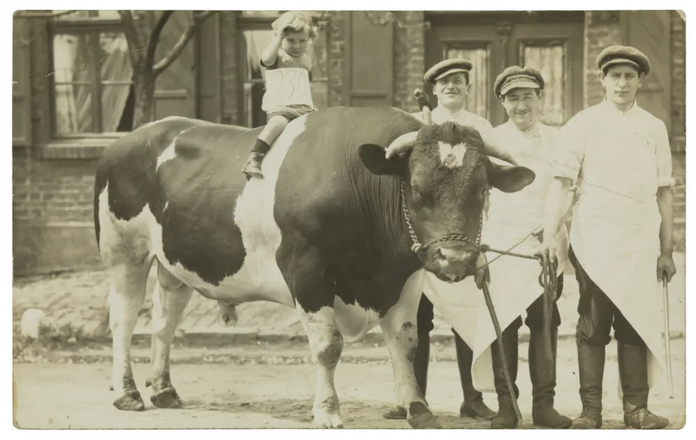 Black-and-white photo. A little boy is riding a bull. Three men are standing next to the bull.