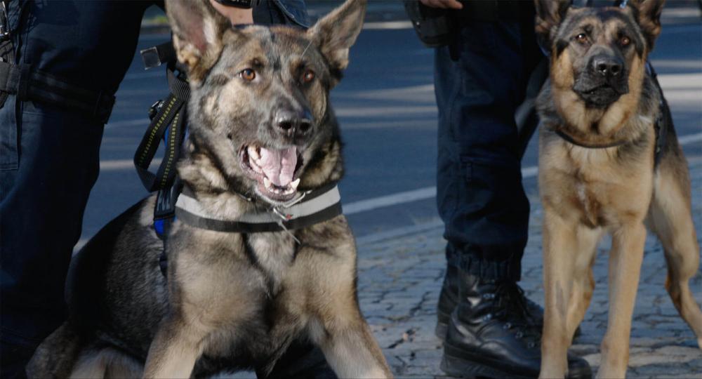 Two aggressive-looking German shepherds, one of which bares its teeth. They are closely led or restrained by two people, of whom only the legs in uniform pants and combat boots can be seen