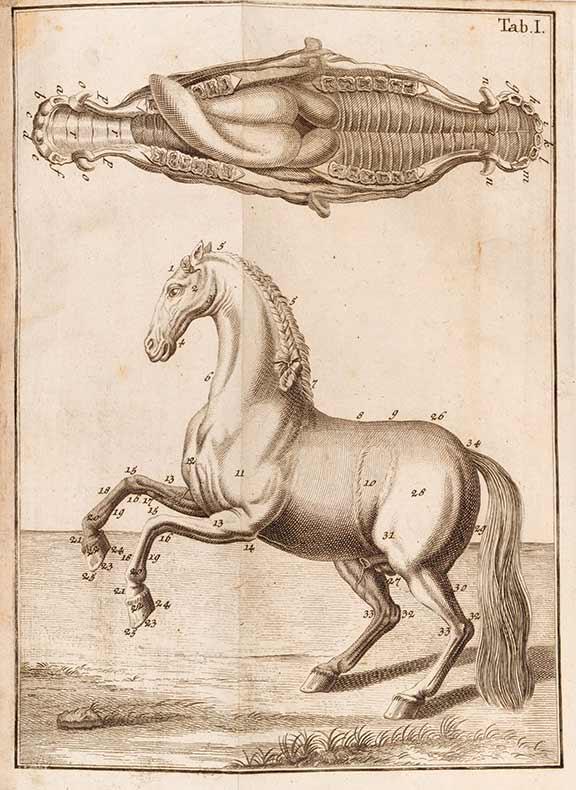 Drawing of a horse with many numerals marking different body parts