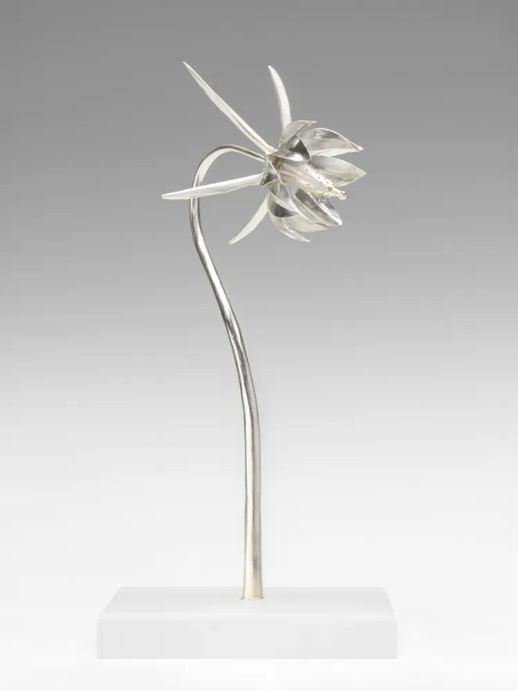 Silver columbine