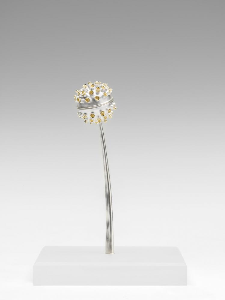 Silver dandelion