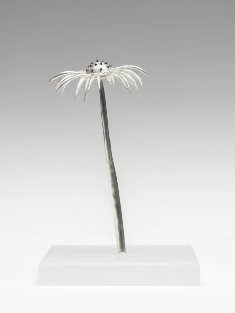 Silver echinacea