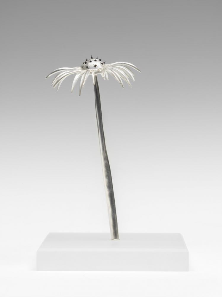 Silver echinacea