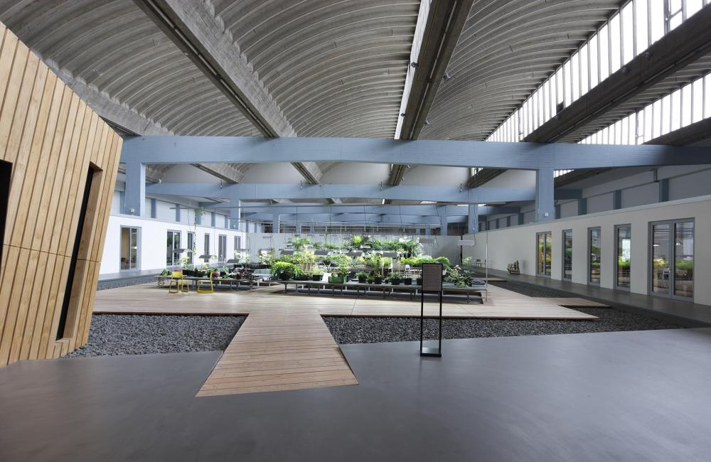 A path leads to large green indoor garden on wooden floor island surrounded by a sea of small gray rocks