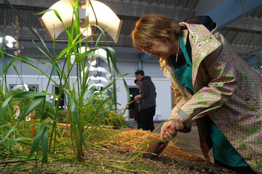 Woman working on plants in a bed in an indoor garden