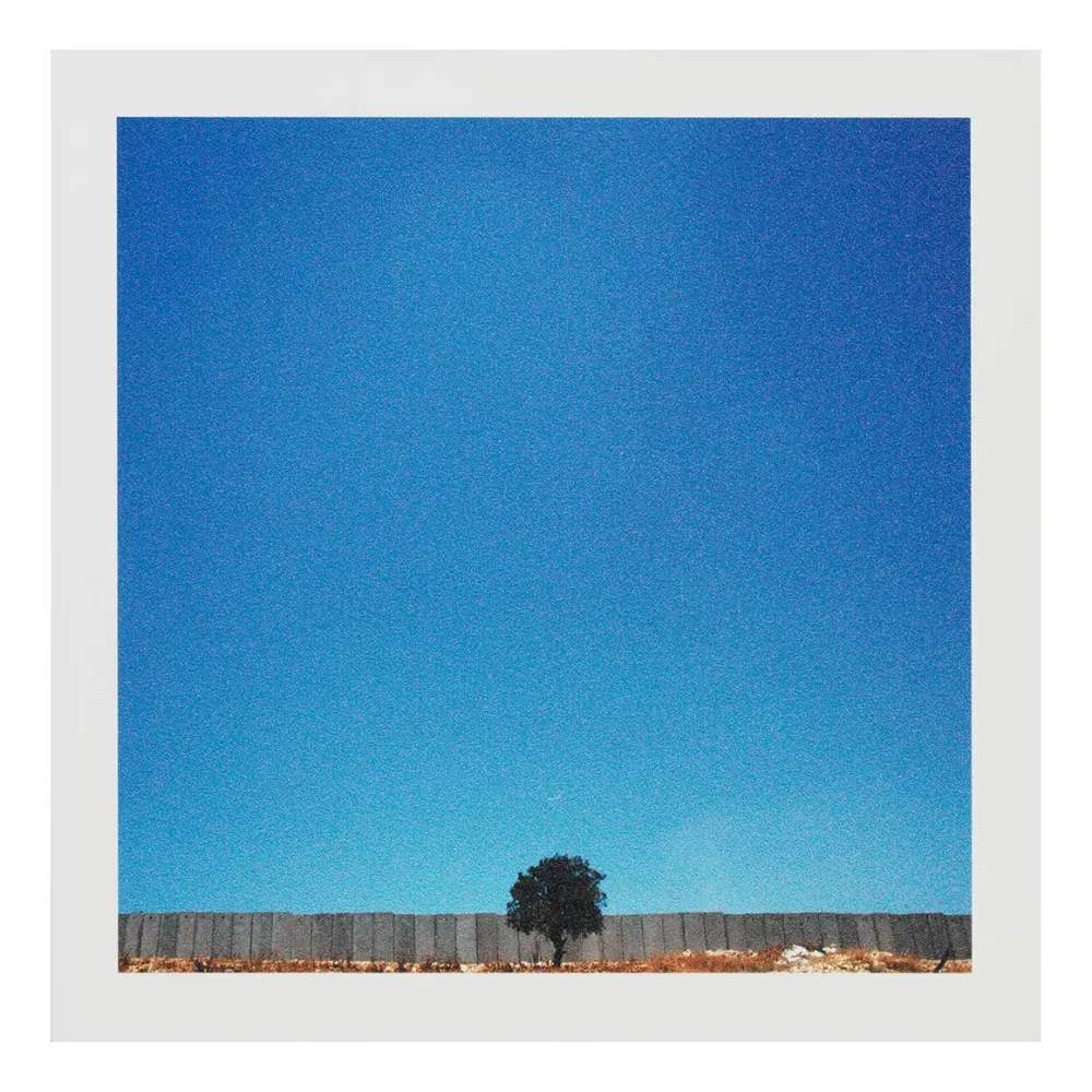 Vintage-Fotografie eines einzelnen Baums in der Mitte eines Zauns, umgeben von einem riesigen, blauen Himmel.