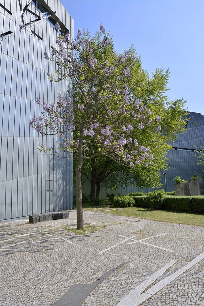 Blühender Blauglockenbaum vor dem Libeskind-Bau