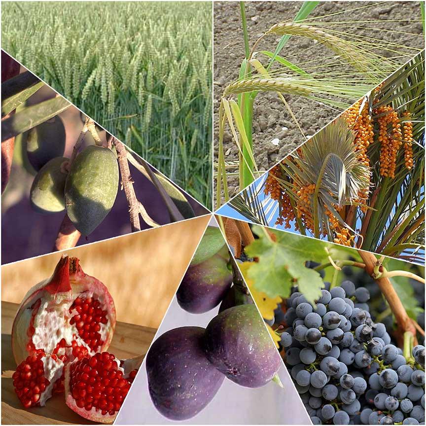 Photo collage of wheat, barley, dates, grapes, figs, pomegranates and olives