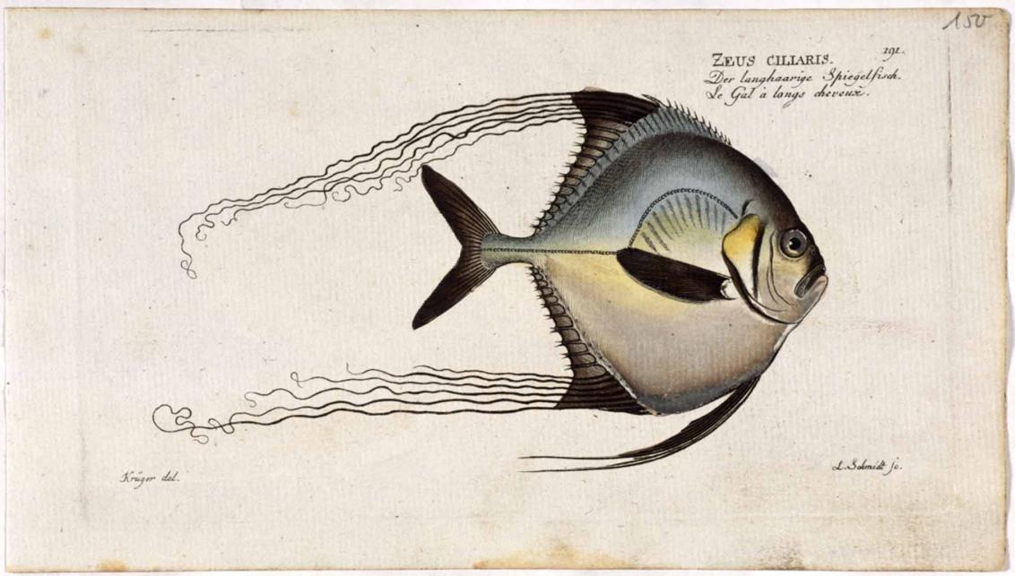 Buchseite mit farbiger Zeichnung eines Fisches
