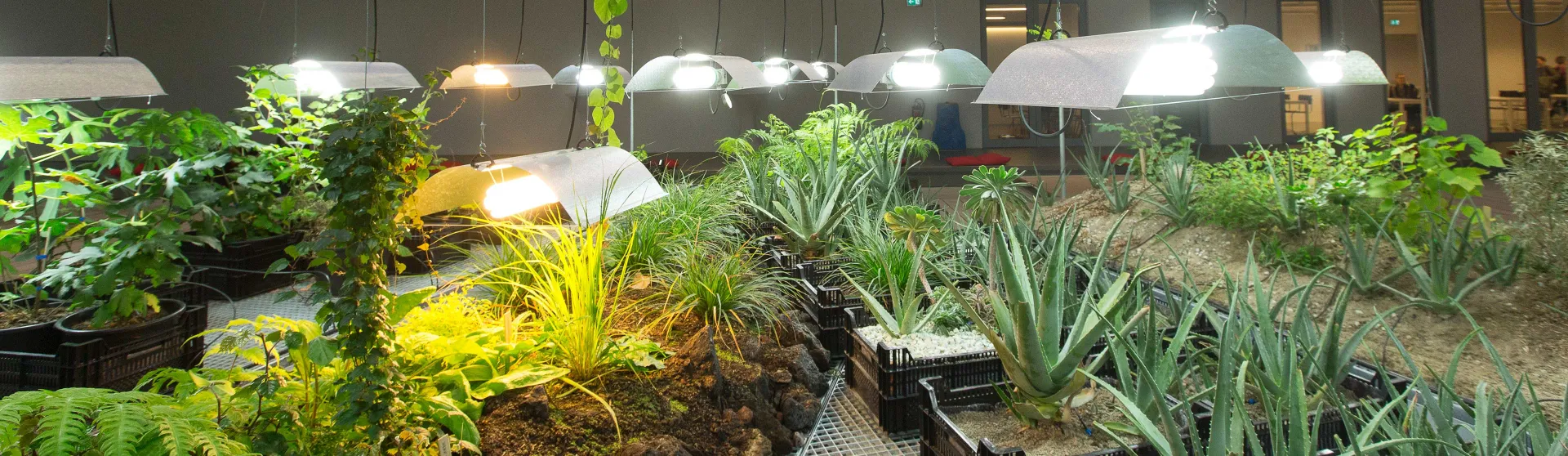 Several plants in beds and pots in a hall.