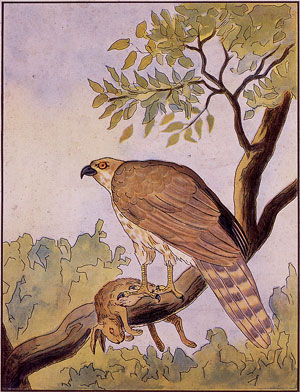 Farbige Illustration (Raubvogel mit erlegtem Hasen)